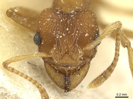 Paramycetophylax bruchi - CASENT0912503