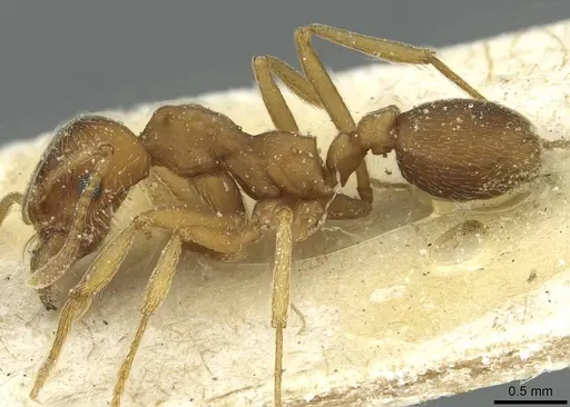 Paramycetophylax bruchi - CASENT0912503