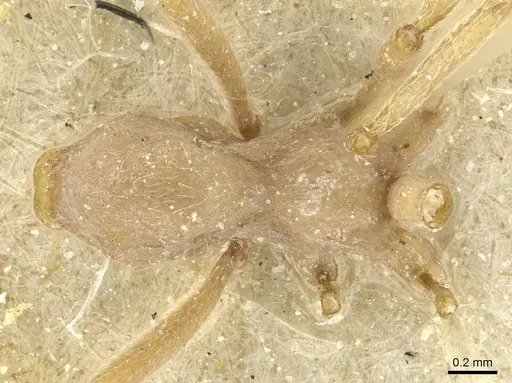 Paramycetophylax bruchi - CASENT0912505