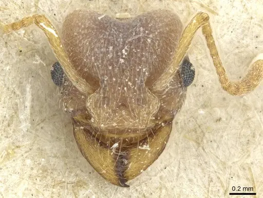 Paramycetophylax bruchi - CASENT0912505