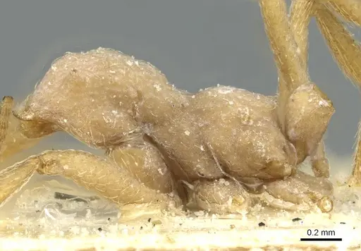 Paramycetophylax bruchi - CASENT0912505