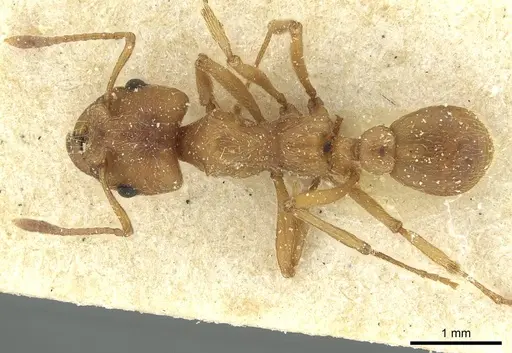 Paramycetophylax bruchi - CASENT0912506