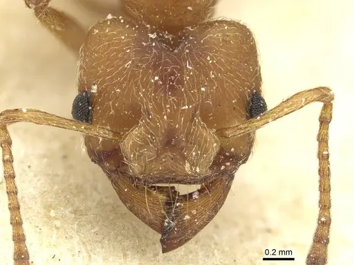 Paramycetophylax bruchi - CASENT0912506