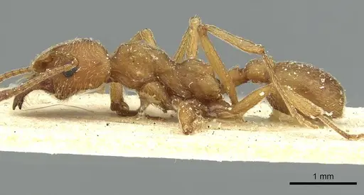 Paramycetophylax bruchi - CASENT0912506