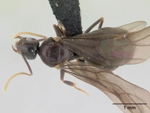 Paraparatrechina albipes specimen