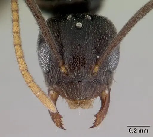 Paraparatrechina albipes specimen