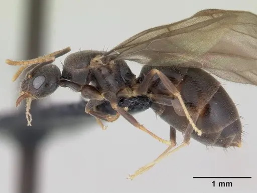 Paraparatrechina albipes specimen