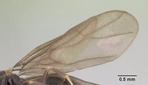 Paraparatrechina albipes - CASENT0088326