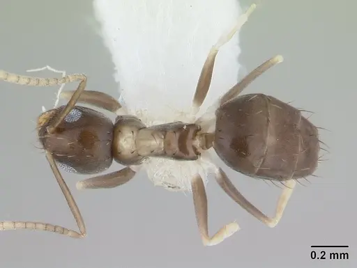 Paraparatrechina albipes - CASENT0178759