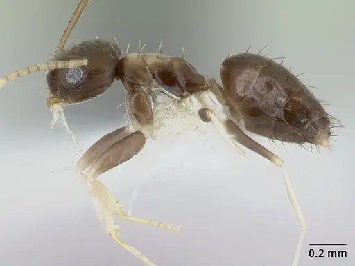 Paraparatrechina albipes - CASENT0178759