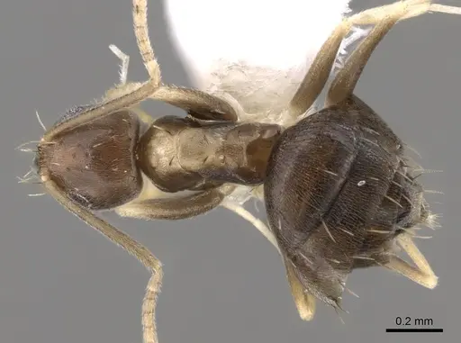 Paraparatrechina albipes - CASENT0281152