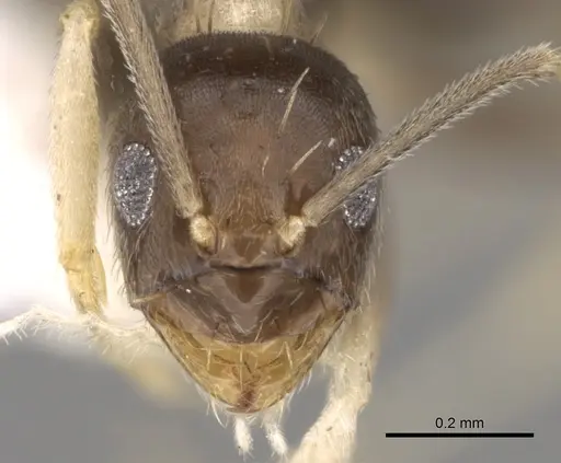 Paraparatrechina albipes - CASENT0281152