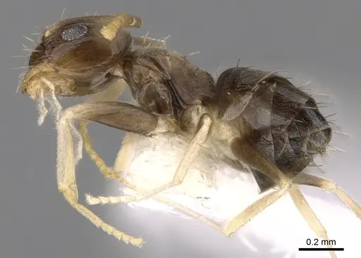 Paraparatrechina albipes - CASENT0281152