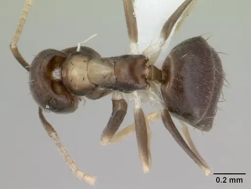 Paraparatrechina albipes - CASENT0400632