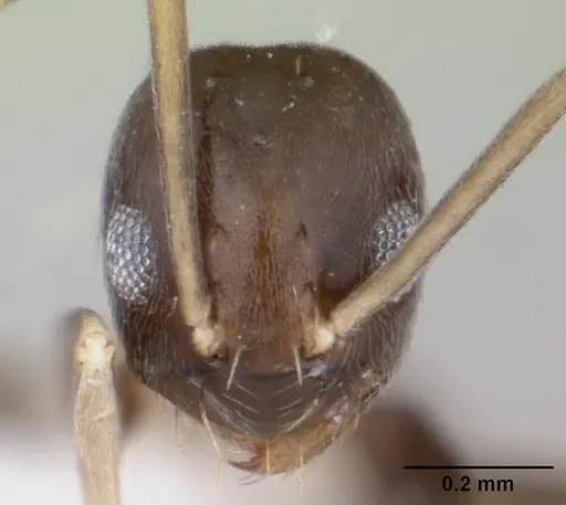 Paraparatrechina albipes - CASENT0400632