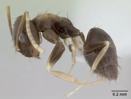 Paraparatrechina albipes - CASENT0400632