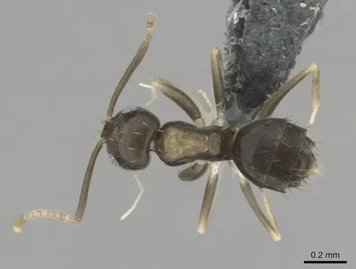 Paraparatrechina albipes - CASENT0815684