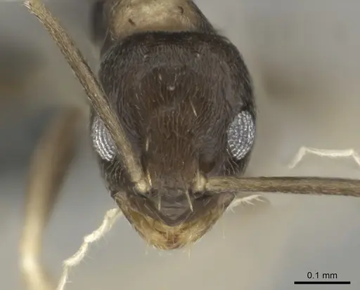 Paraparatrechina albipes - CASENT0815684