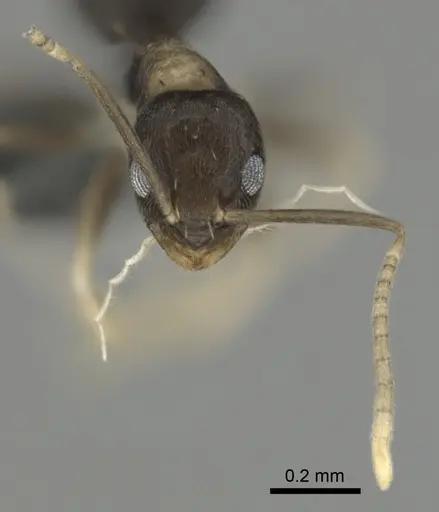 Paraparatrechina albipes - CASENT0815684