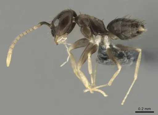 Paraparatrechina albipes - CASENT0815684