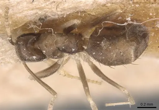 Paraparatrechina albipes - CASENT0905663