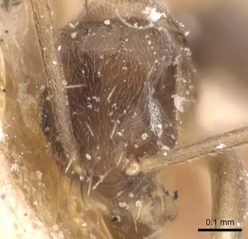 Paraparatrechina albipes - CASENT0905663