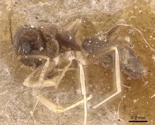 Paraparatrechina albipes - CASENT0905663