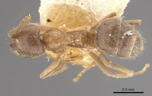 Paraparatrechina aseta specimen