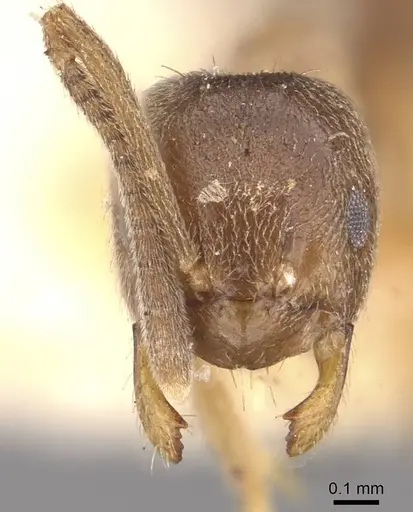 Paraparatrechina aseta specimen