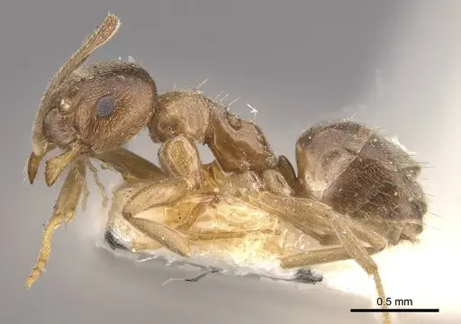 Paraparatrechina aseta specimen