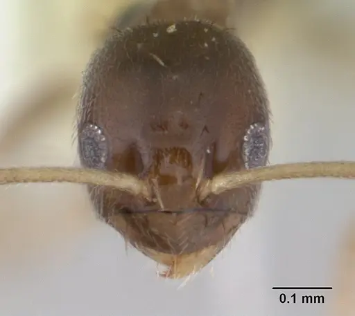 Paraparatrechina brunnella specimen