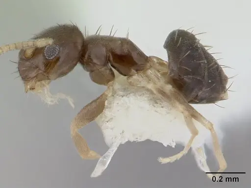 Paraparatrechina brunnella specimen