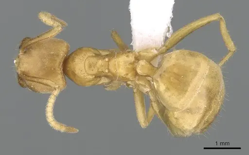 Paraparatrechina bufona specimen