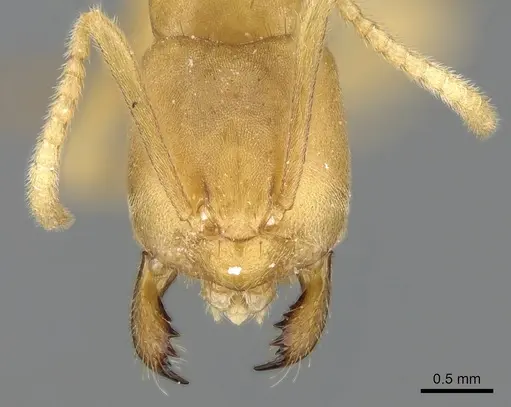 Paraparatrechina bufona specimen