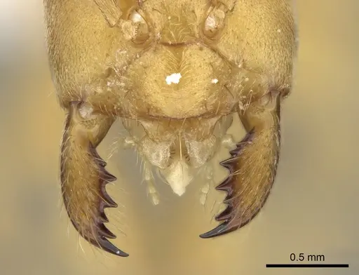 Paraparatrechina bufona specimen