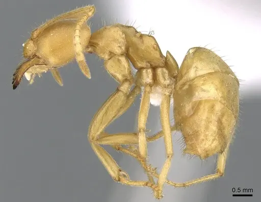 Paraparatrechina bufona - CASENT0906212