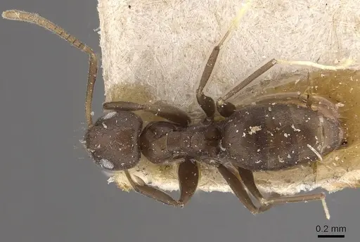 Paraparatrechina butteli specimen