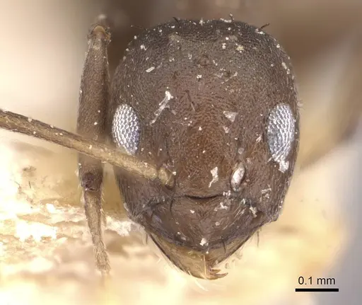 Paraparatrechina butteli specimen