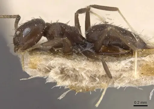 Paraparatrechina butteli specimen