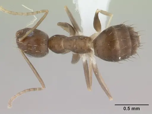 Paraparatrechina concinnata specimen