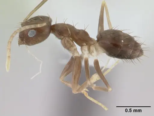 Paraparatrechina concinnata specimen