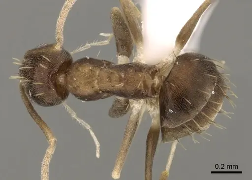 Paraparatrechina concinnata - CASENT0192281