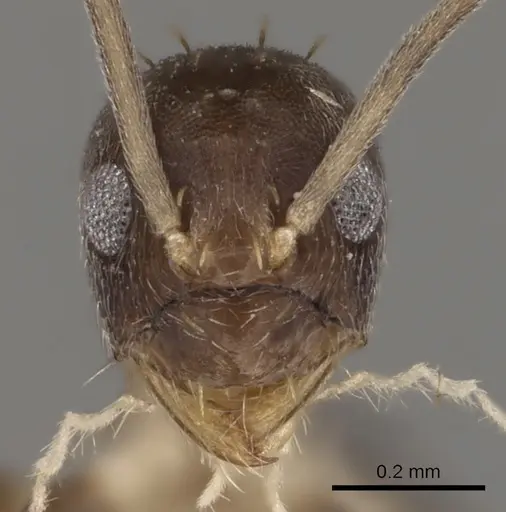 Paraparatrechina concinnata - CASENT0192281