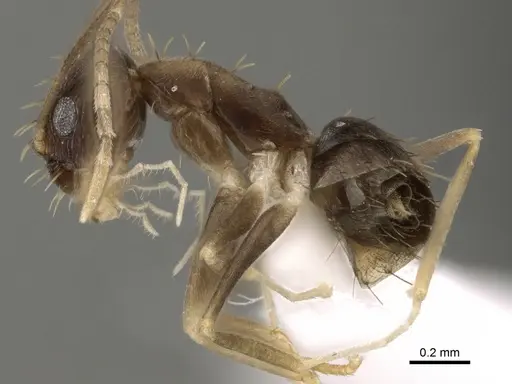 Paraparatrechina concinnata - CASENT0192281