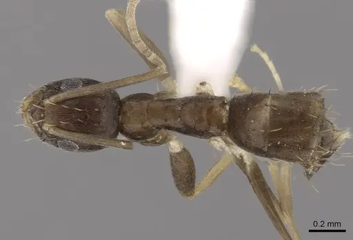 Paraparatrechina concinnata - CASENT0317045