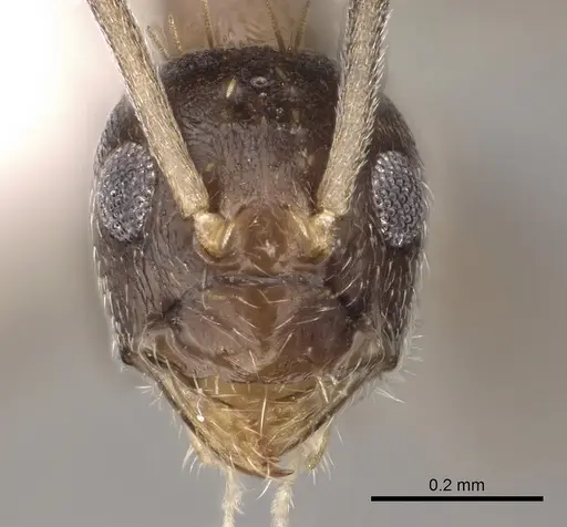 Paraparatrechina concinnata - CASENT0317045