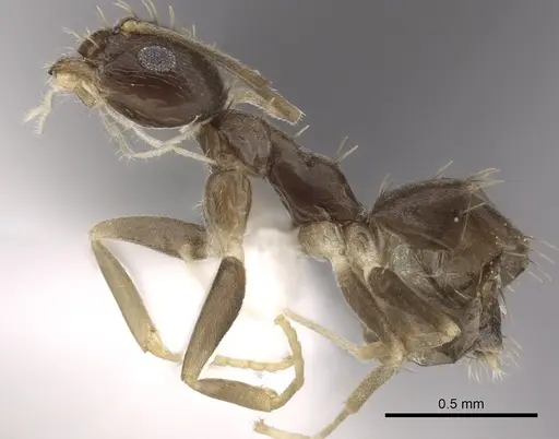 Paraparatrechina concinnata - CASENT0317045