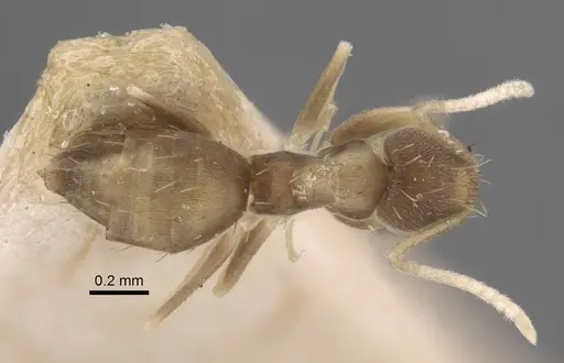 Paraparatrechina dichroa specimen