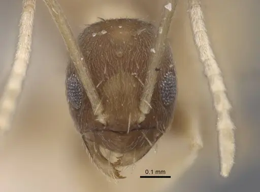 Paraparatrechina dichroa specimen