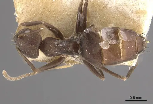 Paraparatrechina emarginata specimen